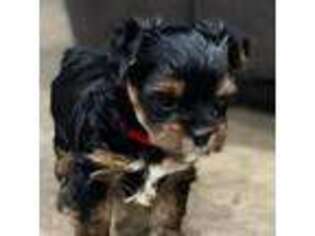 Yorkshire Terrier Puppy for sale in Dawson, TX, USA