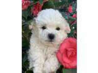 Bichon Frise Puppy for sale in Lake Elsinore, CA, USA