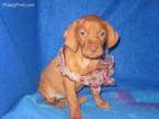 Vizsla Puppy for sale in Olpe, KS, USA