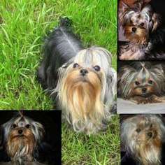 Yorkshire Terrier Puppy for sale in CHICO, CA, USA