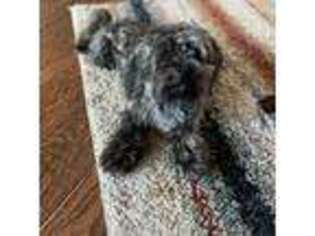 Havanese Puppy for sale in New Iberia, LA, USA