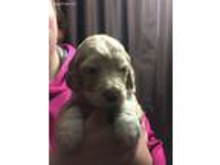 Labradoodle Puppy for sale in Bloomer, WI, USA