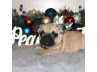 French Bulldog Puppy for sale in Park Rapids, MN, USA