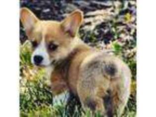 Cardigan Welsh Corgi Puppy for sale in Lake Station, IN, USA
