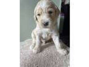 Goldendoodle Puppy for sale in Mount Holly, NC, USA