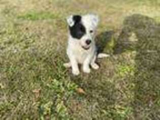 Border Collie Puppy for sale in Tampa, FL, USA