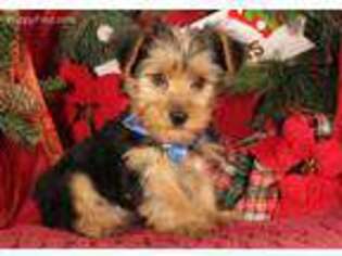 Yorkshire Terrier Puppy for sale in Hersey, MI, USA