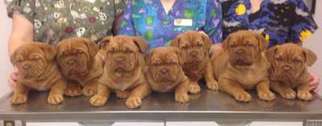 American Bull Dogue De Bordeaux Puppy for sale in Manhattan, NY, USA