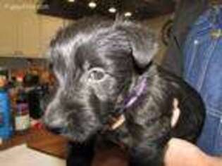 Scottish Terrier Puppy for sale in Laurel, MS, USA