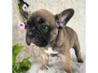 French Bulldog Puppy for sale in Bloomfield, IA, USA