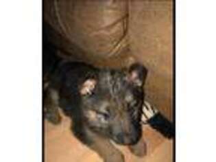 German Shepherd Dog Puppy for sale in Chino Hills, CA, USA
