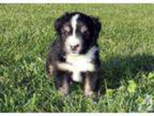 Mutt Puppy for sale in BEREA, KY, USA