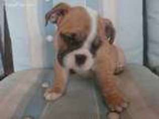 Bulldog Puppy for sale in North Port, FL, USA