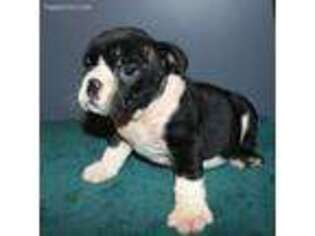 Bulldog Puppy for sale in Highlandville, MO, USA
