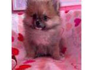 Pomeranian Puppy for sale in Pueblo, CO, USA