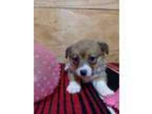 Pembroke Welsh Corgi Puppy for sale in Pekin, IN, USA