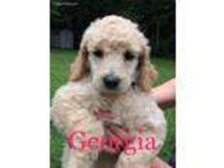 Mutt Puppy for sale in Butler, PA, USA