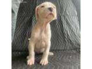 Dogo Argentino Puppy for sale in Newnan, GA, USA
