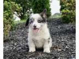 Pembroke Welsh Corgi Puppy for sale in Warsaw, IN, USA