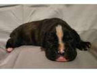 Boxer Puppy for sale in Trafford, AL, USA
