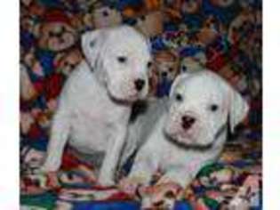 Boxer Puppy for sale in BUFFALO, MN, USA
