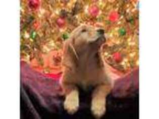 Golden Retriever Puppy for sale in La Plata, MD, USA