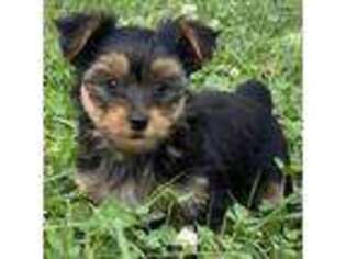 Yorkshire Terrier Puppy for sale in Lebanon, MO, USA