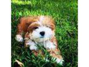 Lhasa Apso Puppy for sale in Clearwater, FL, USA