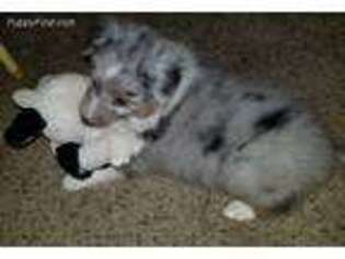 Shetland Sheepdog Puppy for sale in Warrensburg, MO, USA