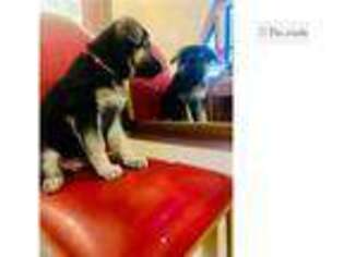 German Shepherd Dog Puppy for sale in Saint Louis, MO, USA