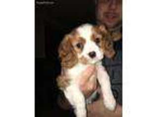 Cavalier King Charles Spaniel Puppy for sale in Fall River, WI, USA