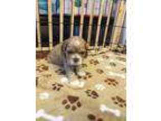 Cocker Spaniel Puppy for sale in Pearland, TX, USA