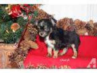 Chihuahua Puppy for sale in BIRMINGHAM, AL, USA