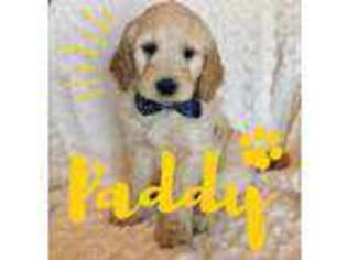 Goldendoodle Puppy for sale in Queen City, MO, USA