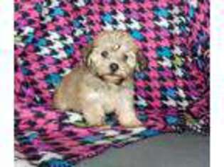 Havanese Puppy for sale in Dundee, OH, USA