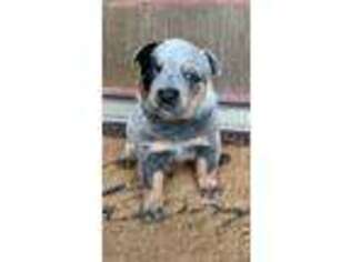 Australian Cattle Dog Puppy for sale in Claremore, OK, USA