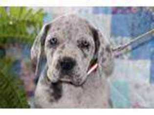 Great Dane Puppy for sale in Goshen, IN, USA