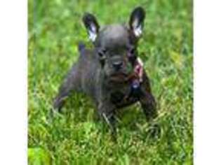 French Bulldog Puppy for sale in Rockford, IL, USA