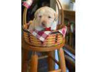 Labrador Retriever Puppy for sale in Lancaster, KY, USA