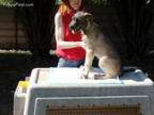 Irish Wolfhound Puppy for sale in Cedar Park, TX, USA