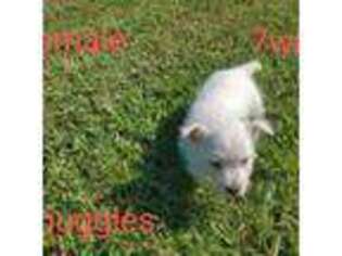 West Highland White Terrier Puppy for sale in Mountainburg, AR, USA