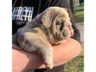 Bulldog Puppy for sale in Kansas City, MO, USA