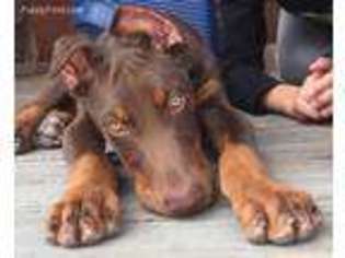 Doberman Pinscher Puppy for sale in Massapequa, NY, USA