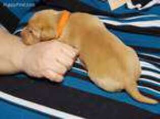 Labrador Retriever Puppy for sale in Grantville, PA, USA