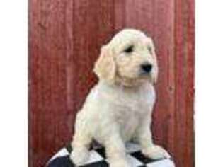 Goldendoodle Puppy for sale in Benson, AZ, USA