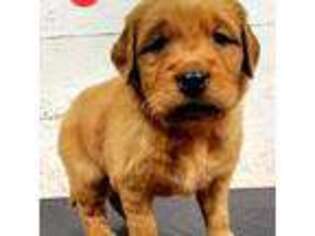 Golden Retriever Puppy for sale in Manhattan, KS, USA