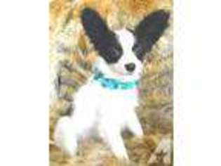 Papillon Puppy for sale in SILVER SPRING, MD, USA