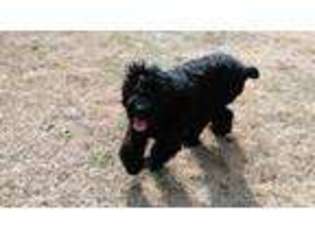 Black Russian Terrier Puppy for sale in Unknown, , USA