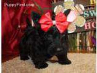 Scottish Terrier Puppy for sale in Neosho, MO, USA