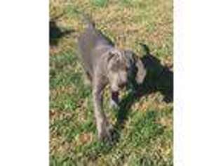 Great Dane Puppy for sale in Edenton, NC, USA
